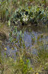 White fringed orchid